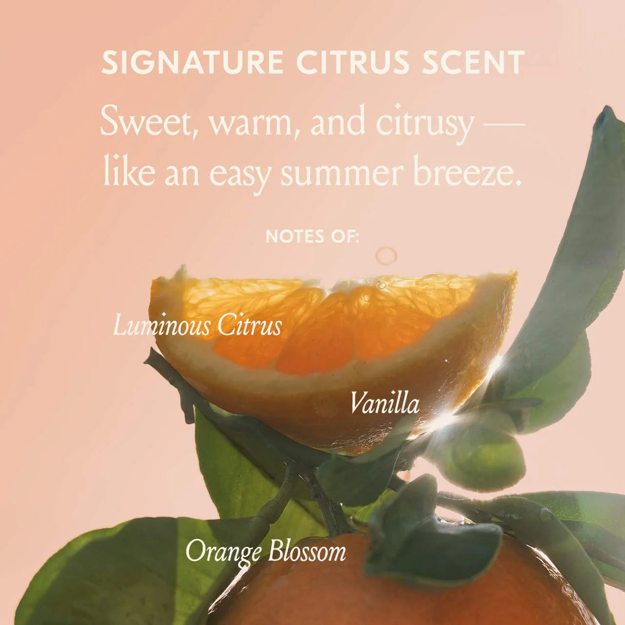 Freshly Picked Styling Trio - Dae Hair